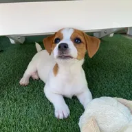 Schattige Jack Russell-puppy&amp;#039;s