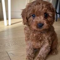 Labradoodle-pups