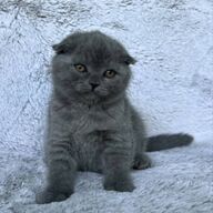 Scottish fold-kittens klaar