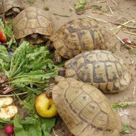 Volwassen landschildpadden chip en cites