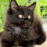 2 maine coon katertjes beschikbaar