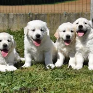 Prachtige Golden Retriever Pups