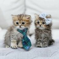 Lieve Maine Coon-kittens