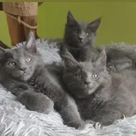 Maine Coon kittens met stamboom