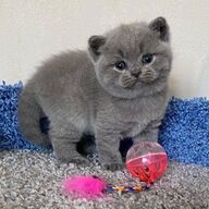 Brits korthaar kittens klaar