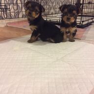 Yorkshire terrier-pups yorkie.