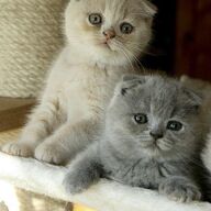 Scottish Fold-kittens alleen voor een goed thuis