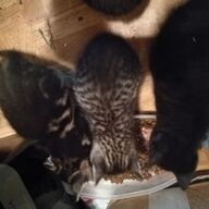 4 autonome muizenvallen / kittens