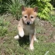 Schattige Shiba Inu-puppy&amp;#039;s