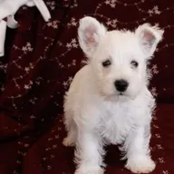 Twee prachtige West Highland White Terrier-puppy&amp;#039;s