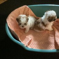 Te koop Shih Tzu puppy’s