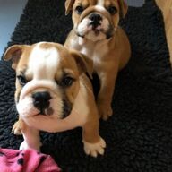 Fantastische standaard KC reg Engelse bulldog pups: 5 teefjes en 2 reutjes