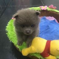 🐶Pluizige keeshondpuppy&amp;#039;s te koop🐶KC reg🐶