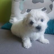 Schattige Maltezer pups klaar voor hun vaste thuis