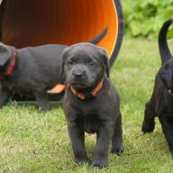Prachtige Fox Labrador pups