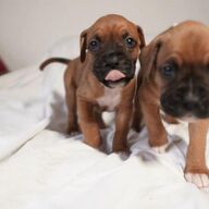 we have Healthy boxer puppies ready for new homes