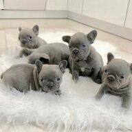 Franse Bulldog pups klaar om nu te vertrekken
