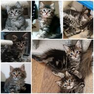 Maine Coon kittens
