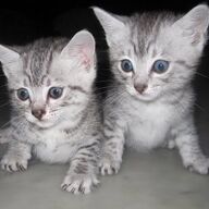 Egyptische Mau kittens          Egyptische Mau kittens