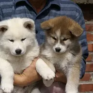 Leuke mannelijke en vrouwelijke Akita Inu Puppies