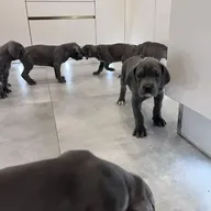 Blauwe Duitse Dog-puppy&amp;#039;s