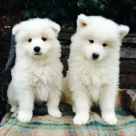 Samoyed Pups Samoyed Pups