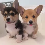 Pembroke Welsh Corgi-puppy&amp;#039;s nu beschikbaar