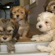 Havanezer puppies