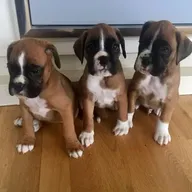 Beschikbare Boxer puppies nu klaar