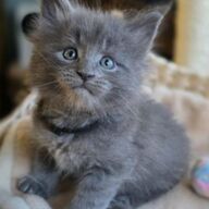 Maine Coon Kittens