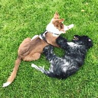 Honden oppas / dieren oppas