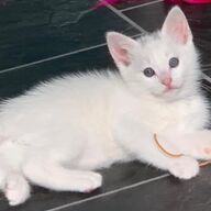 Schitterende foreign white Siamees x Ragdoll