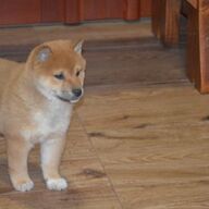 Mooie shiba-inu