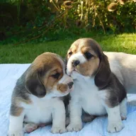 Prachtige Beagle-puppy&amp;#039;s
