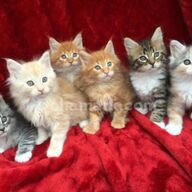 schattige mannelijke en vrouwelijke maine coon-kittens ter adoptie