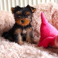 Yorkshire Terriër-puppy&amp;#039;s
