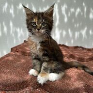 Beschikbare kittens