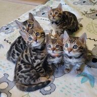 Wij bieden Bengaalse kittens aan voor adoptie