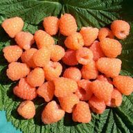 Framboos Sunshine met oranje mooie aromatische vruchten!!!