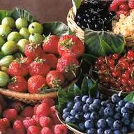 Fruitbomen zeer uitgebreid sortiment van bessen tot appels enz.