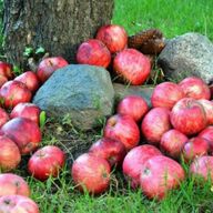 Appel bomen speciale (oude) soorten die nog echt smaken