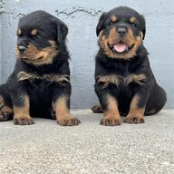 Beschikbare puppy&amp;#039;s klaar voor verkoop, mannelijk en vrouwelijk.