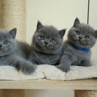 Beschikbare kittens