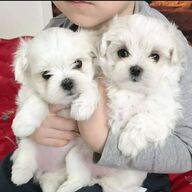 Schattig Maltees Puppy&amp;#039;s Voor Verkoop