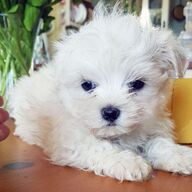 Registered Maltese puppies