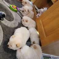 Zeer speelse Chow Chow-pups te koop