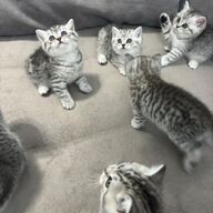 Beschikbare kittens