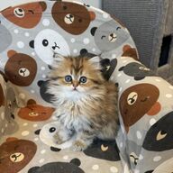 Perzische kittens te koop met stamboom