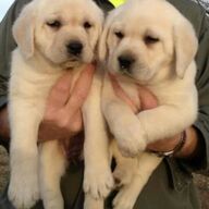 Mannelijke en vrouwelijke Labrador Retriever puppies