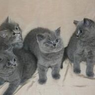 Brits korthaar kittens&amp;#039;